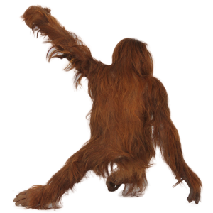 Orangutan PNG-31375